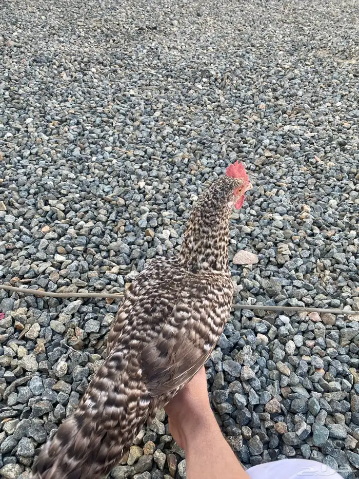 دجاجه تركيه للبيع 0