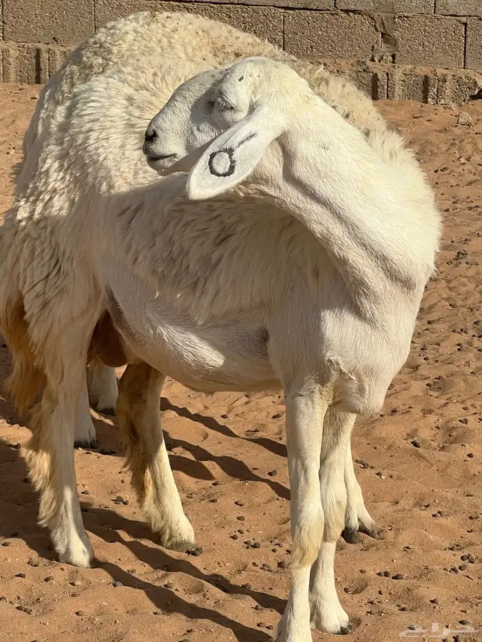 حريات صنف الصنف مراح متعوب عليه 29