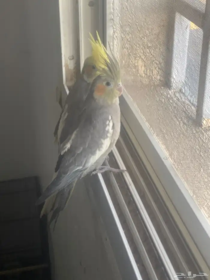 فرخ كروان انثى مفطومه 5