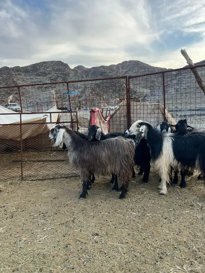 غنم وجفار مراح مضاريع ودفيع 9