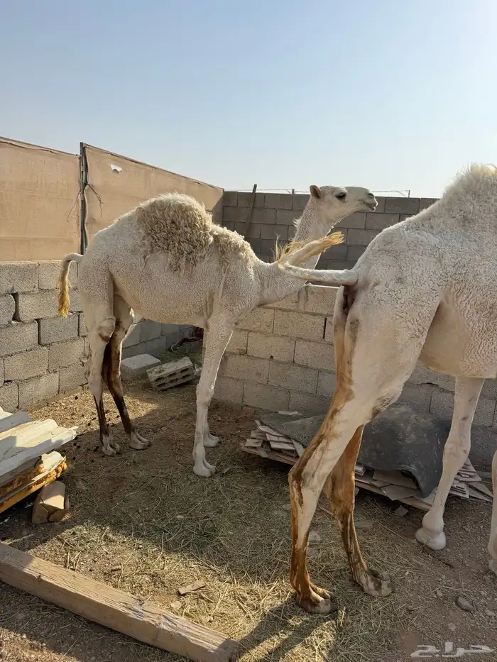 ناقه وضحا ضريبه 7