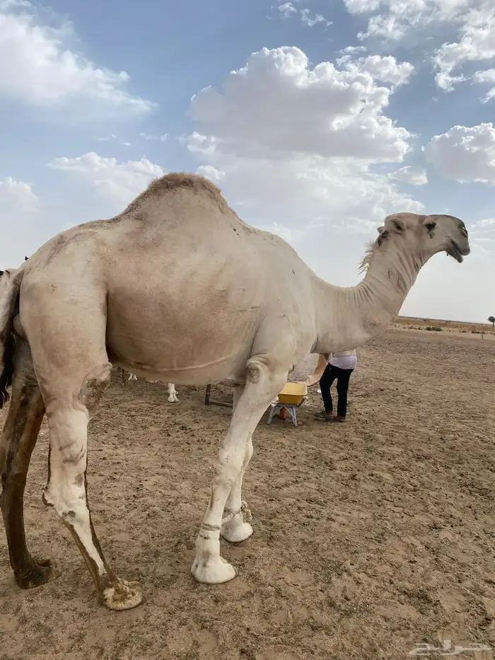 بعير اشقح منتج 2