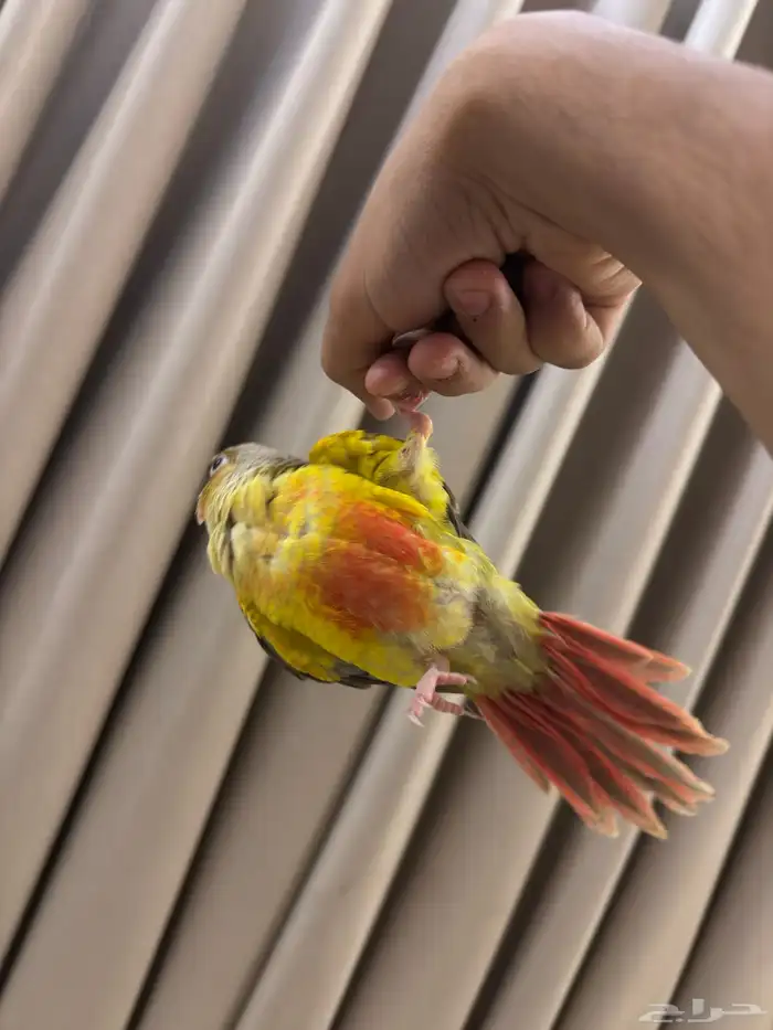 كنيور أناناس 0