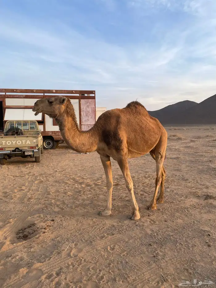 حشو للبيع 10