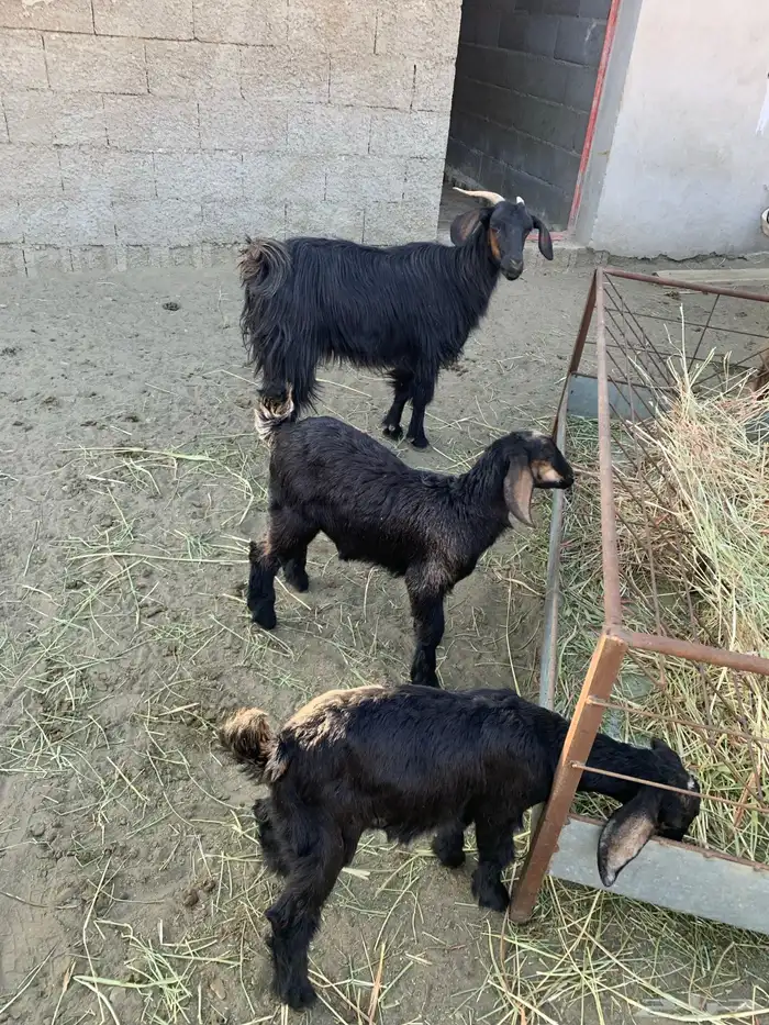 عنزين يتبعها 3 2