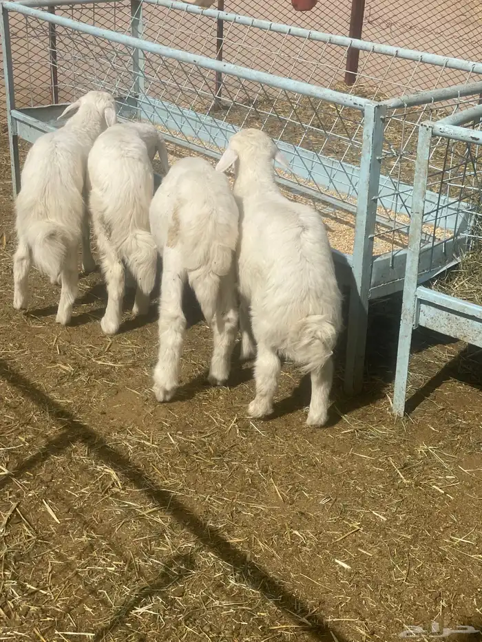 بهم حري بهم دواغير 34