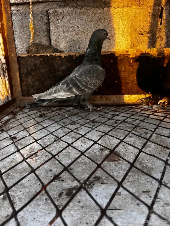 اتراك طحيني للبيع 3