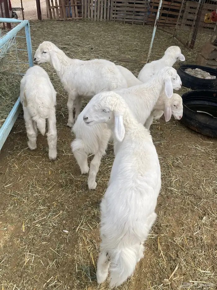 بهم حري بهم دواغير 6