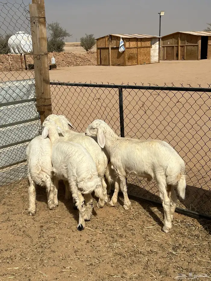 حري ذبايح بريه 3