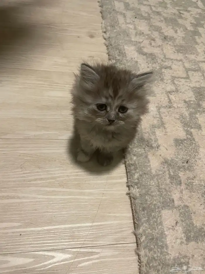 6 قطط للبيع 0