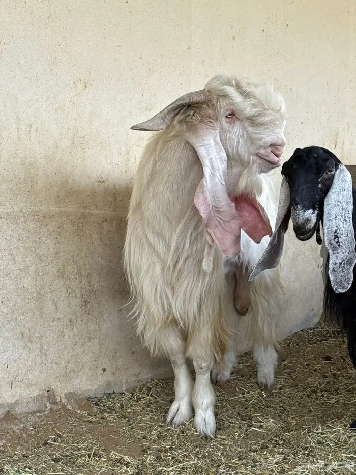 فحل مطور جذع 3