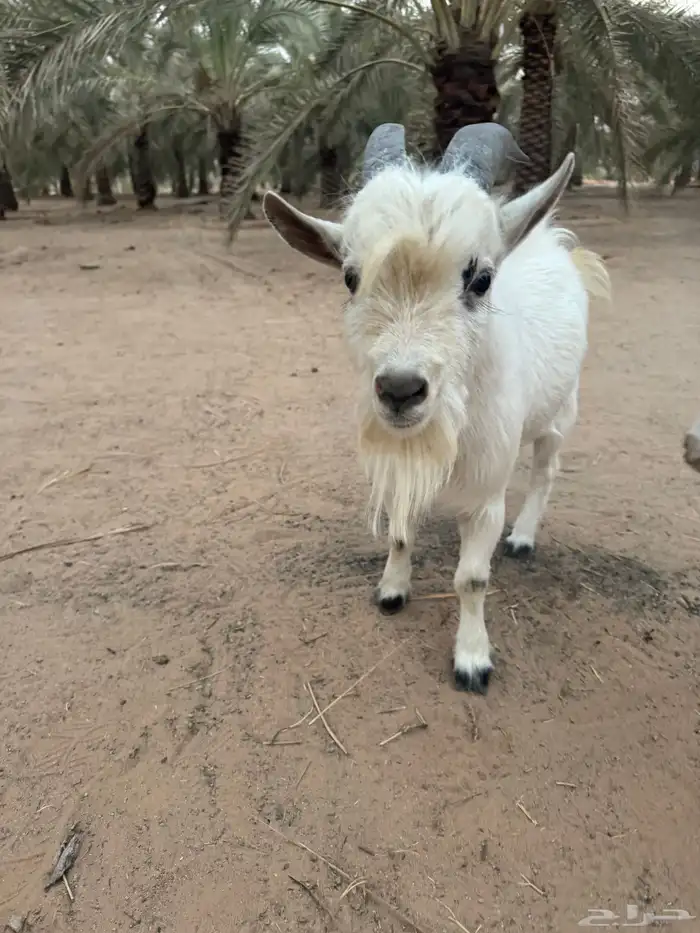 تيس قزمي اصل 3