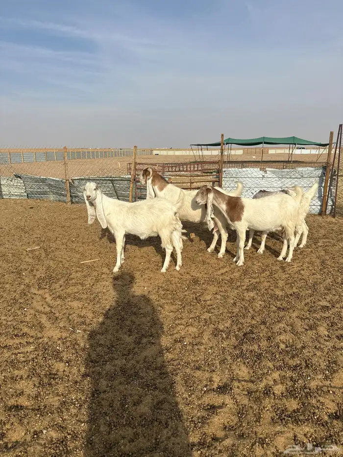 معزا 3 مضاريع وحده حايل 3 رباعيات وحده توها مسدس 0