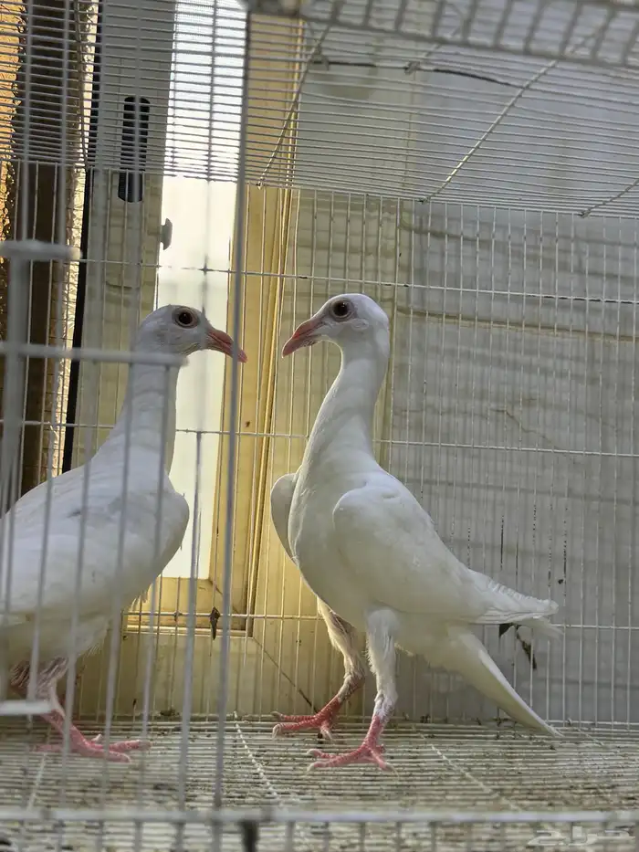 طبات كارير ابيض 4