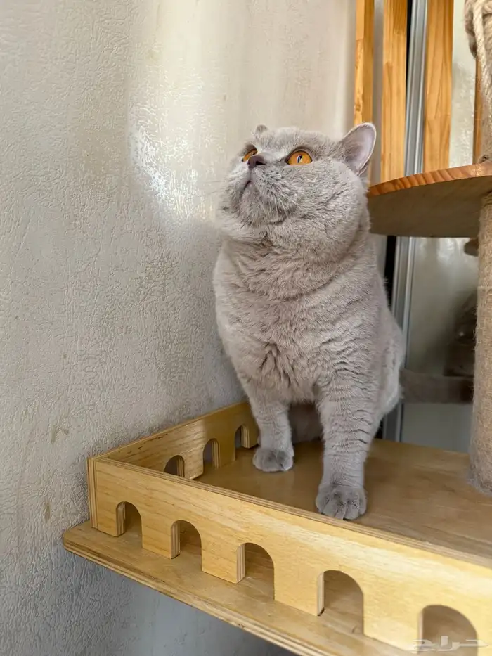 ذكر برتش ليلك مسجل ( للبيع ) 5