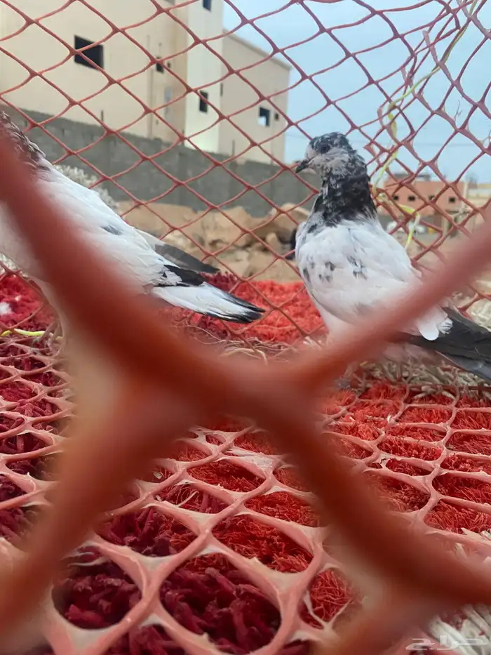 حمام يكستاني طيار 3