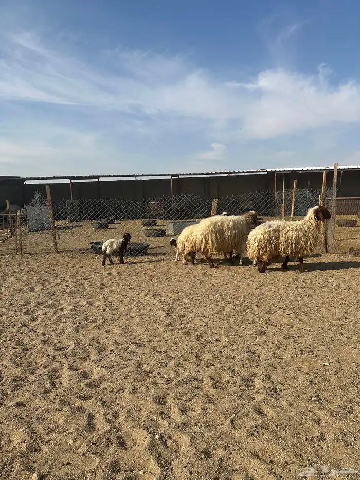 مطافيل انعيم طيبه اللبييع 2