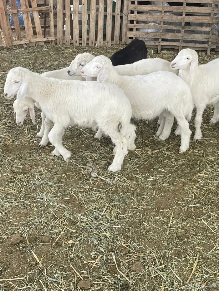 بهم حري بهم دواغير 30