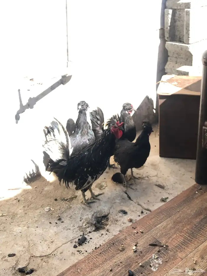 دجاج بلش الون اسود 3