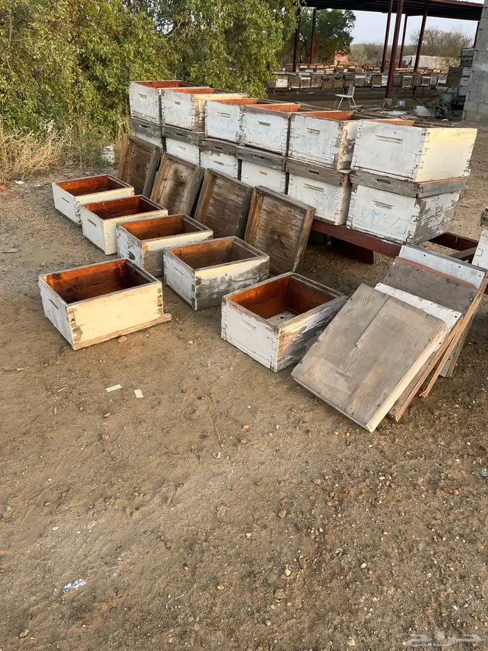 خلايا نحل افرنجي 26