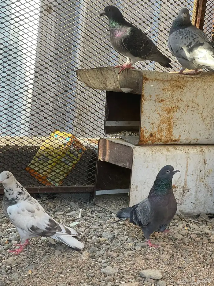 سلام عليكم زوجين حمام للبيع 2