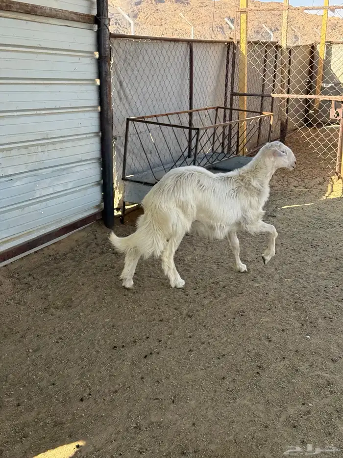 خروف اصفر كفو مشروع فحل 1