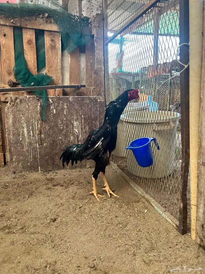 شامو الماني هزاز 0