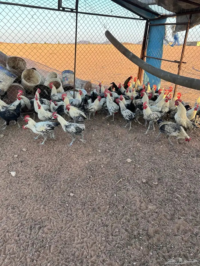 ديوك فيومي 1