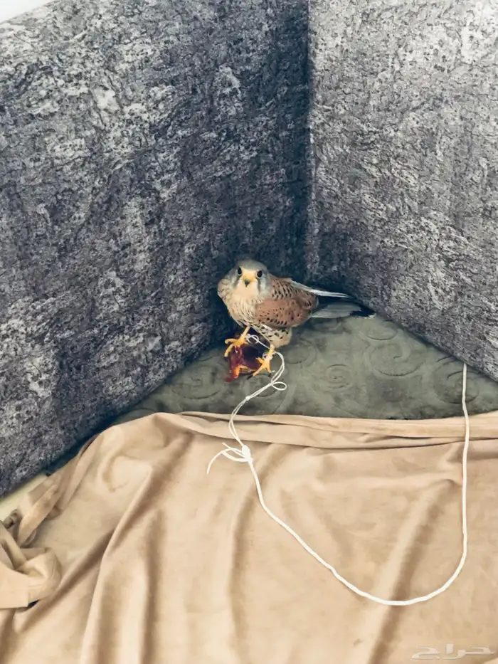 باشك نقل للبيع 1