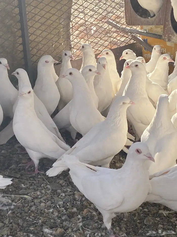 حمام فرنسي سوبر جانبو ملكي فاخر 2