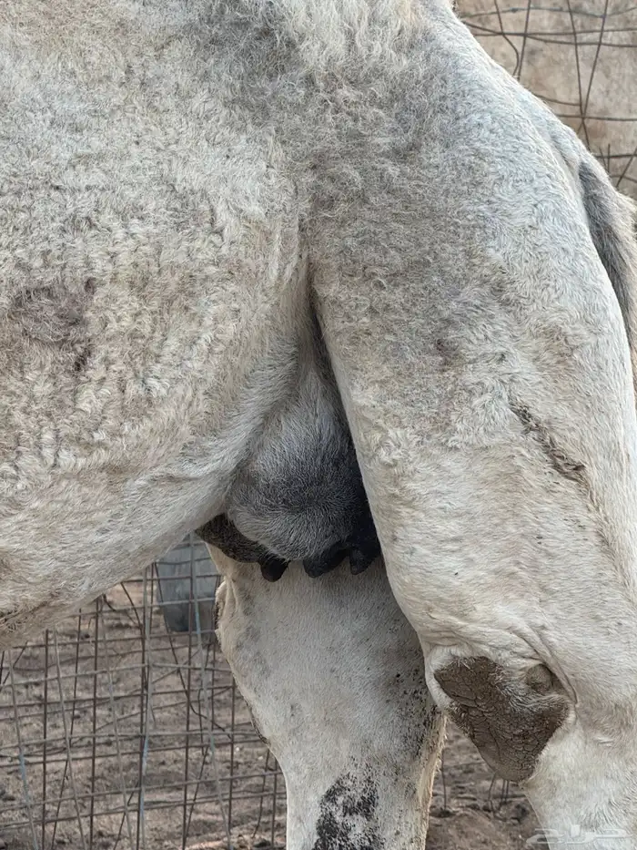 خفوت للبيع 1