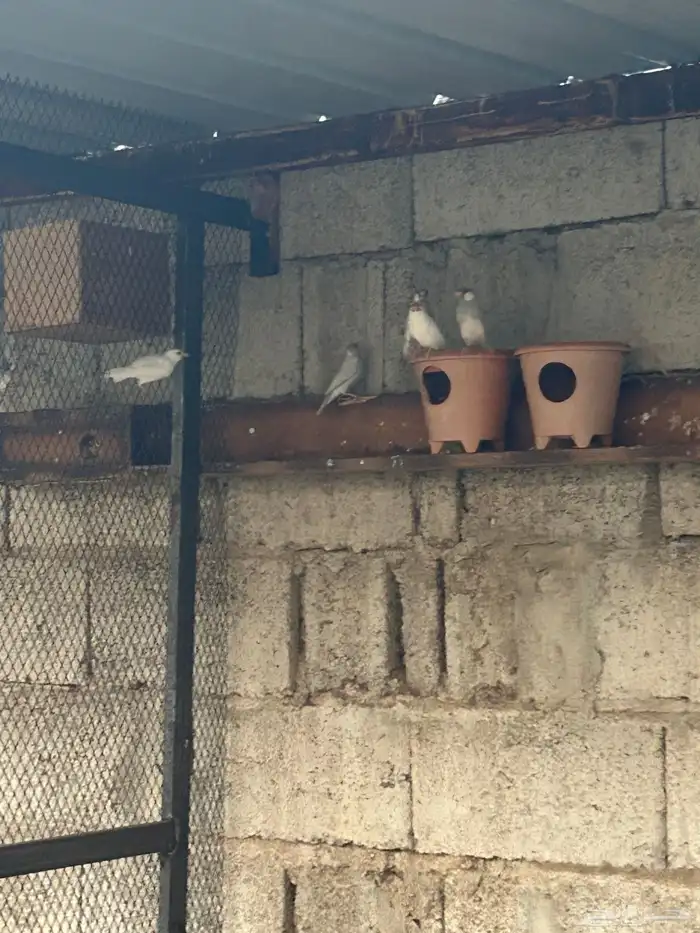 ازواج جاوا فنش 3