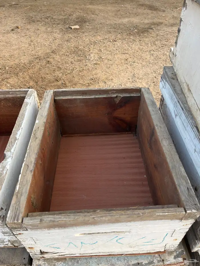 خلايا نحل افرنجي 18