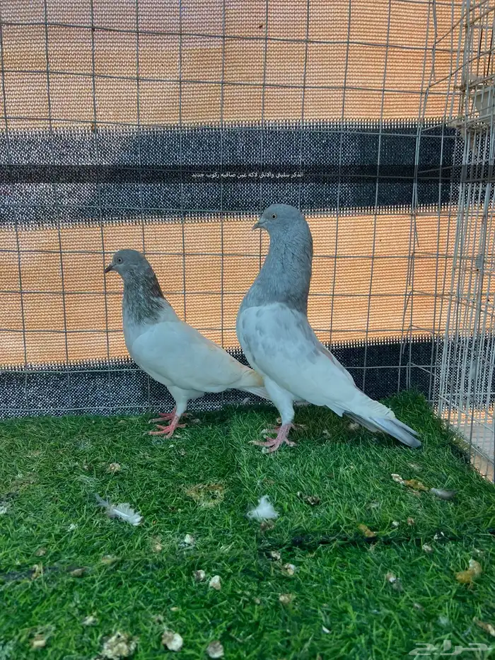 حمام باكستاني مستوى توب 4