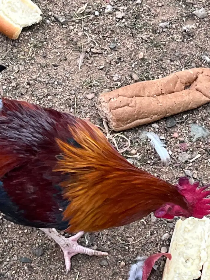 ديوك بلدي وديك رومي 5