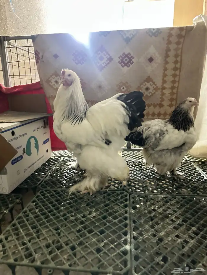 صيصان براهما 2