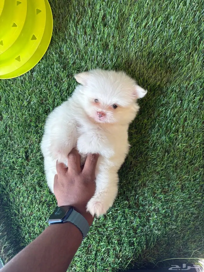 كلاب بمرنيان 1