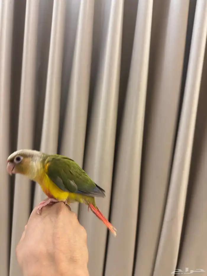 كنيور أناناس 6