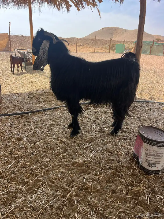 تيس فحل عارضي رباع 3