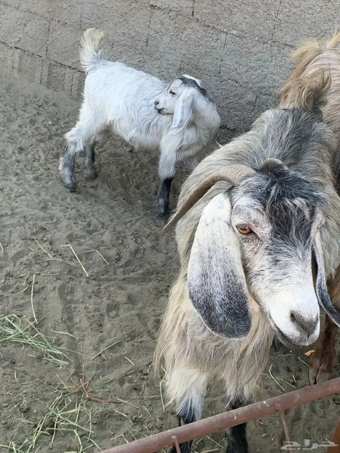 عنزين يتبعها 3 3