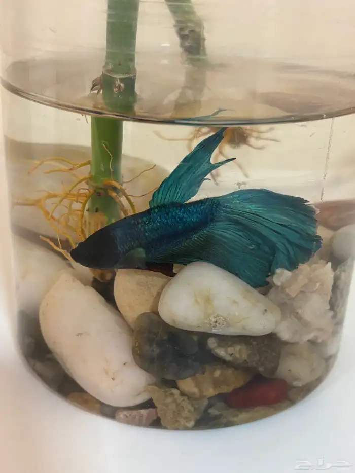 اسماك الفايتر 0