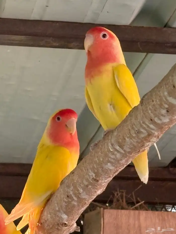 جوز روز للبيع 2