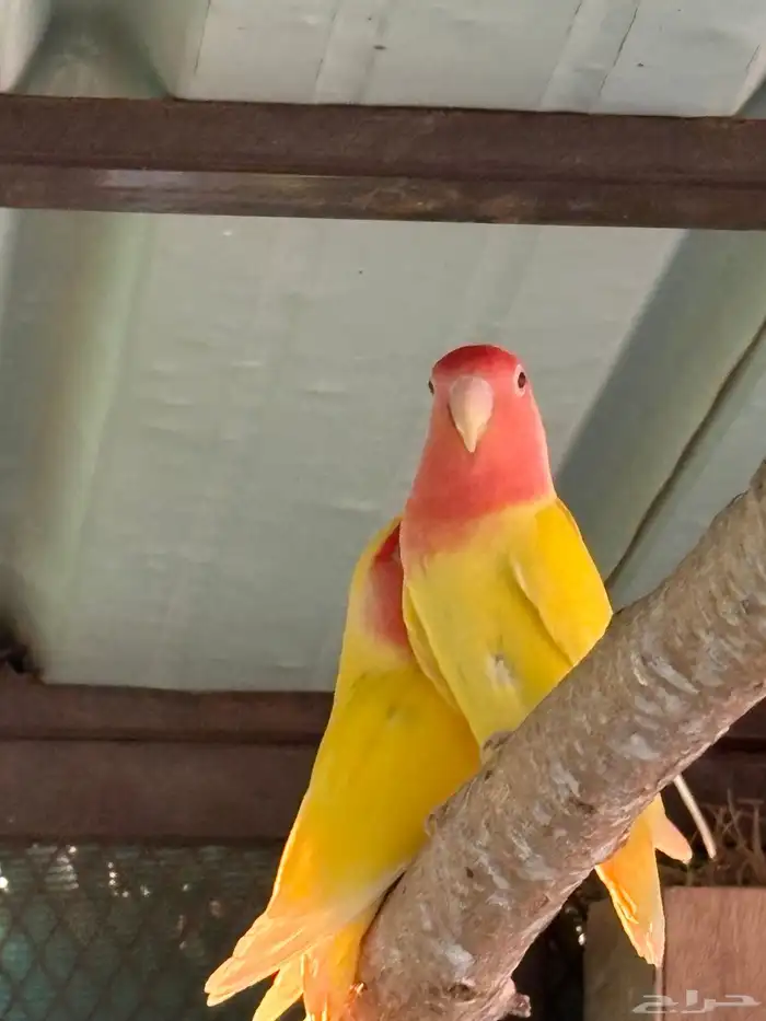 جوز روز للبيع 0