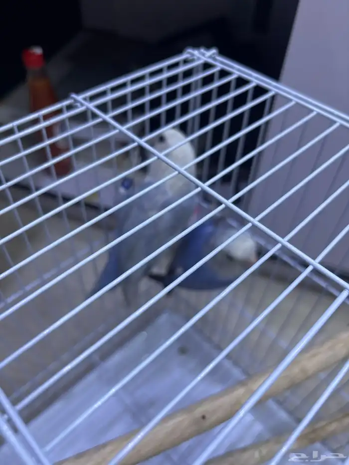 استقبال طيور واهتمام فيهم 4