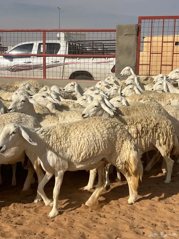 حريات صنف الصنف مراح متعوب عليه 46