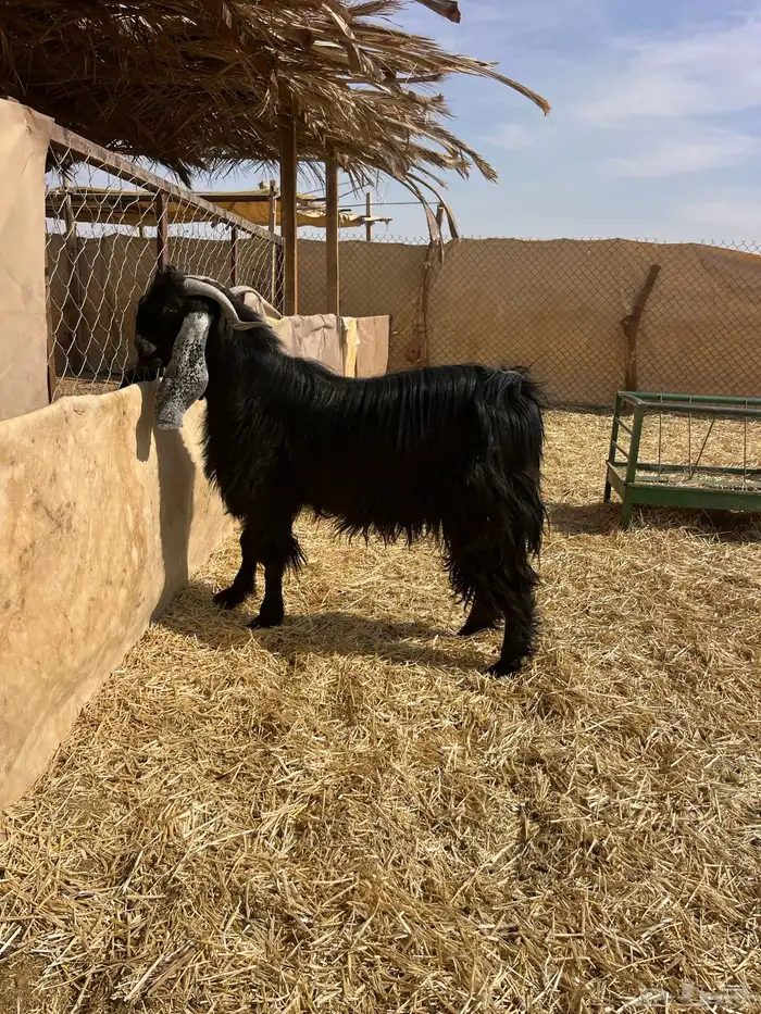 تيس فحل عارضي رباع 4