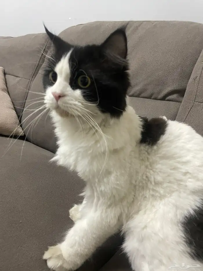 قط ذكر معقم ( للتبني ) 2