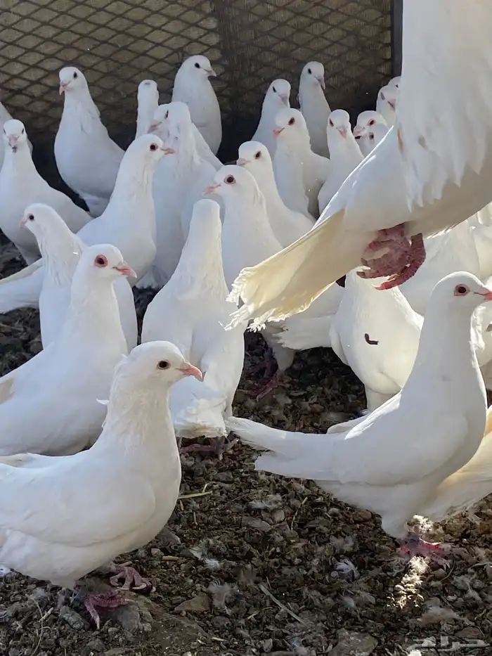 حمام فرنسي سوبر جانبو 15