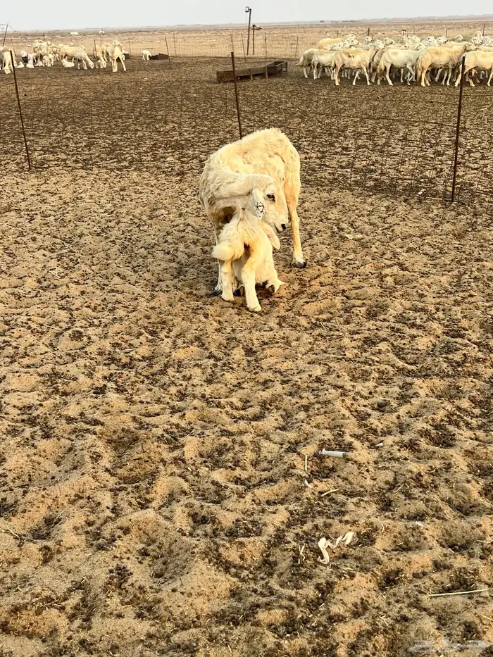 2 ولد رخل ثنية ونعجه 3