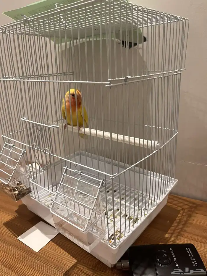 طير روز الييف 2